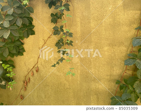 red old brick wall with climbing plants 85035309
