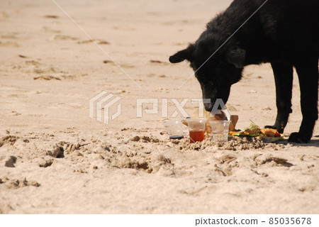 Black dog eating offerings on the beach (Kuta Beach / Bali Indonesia) Black dog eating offerings on the beach (Kuta Beach / Bali Indonesia) 85035678