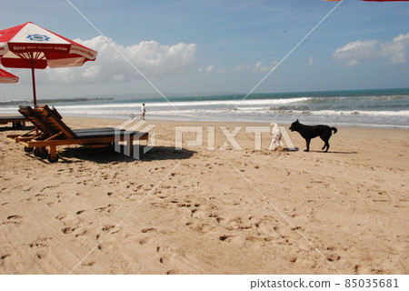 Black dog and white dog that seem to be good friends on the beach (Kuta Beach / Bali Indonesia) 85035681