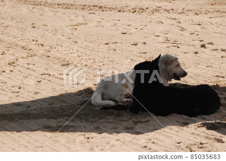 黑白狗在樹蔭下涼爽(庫塔海灘/印度尼西亞巴厘島) 黑白狗在樹蔭下涼爽(庫塔海灘/印度尼西亞巴厘島) 85035683