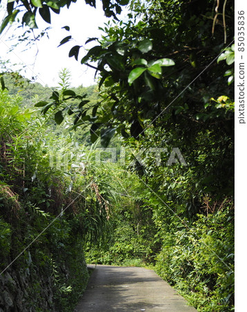 Paved road in the forest Paved road in the forest 85035836