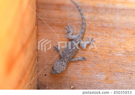 吃害蟲的吉祥壁虎 85035853