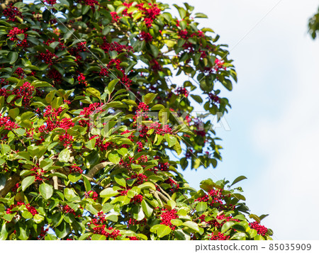 紅果冬青圓形樹 85035909