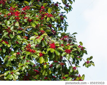 紅果冬青圓形樹 85035910