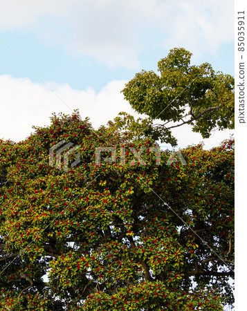 紅果冬青圓形樹 紅果冬青圓形樹 85035911
