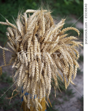 A sheaf of ripe wheat ears. Spikelets close-up. 85036640