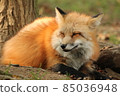 A fox with fallen leaves on its head 85036948