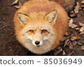 Watch this fox 85036949
