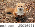 A fox looking at you with a smile 85036951