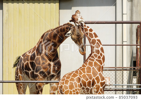 Necking Reticulated Giraffe father and son 85037093