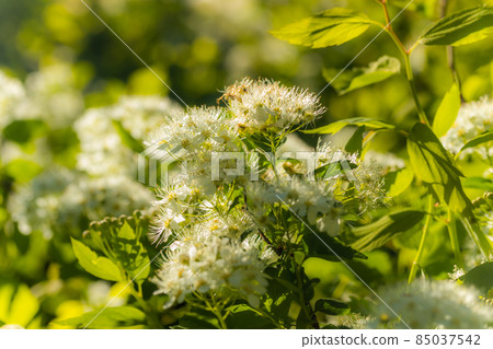 Blooming bush of spirea. Spring time. Spirea blossom Blooming bush of spirea. Spring time. Spirea blossom 85037542