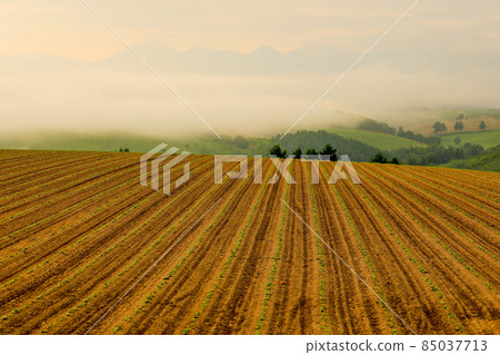 [北海道美瑛町]田埂和朝霧六月 85037713