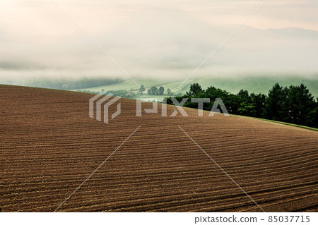 [北海道美瑛町]田埂和朝霧六月 85037715