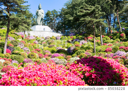 Shiofune Kannonji, Azalea Festival, Kannon Statue, Ome City, Tokyo 85038228