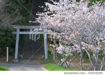 [Original landscape of Japan] Yoshino cherry blossoms and guardian stone torii, Higashi-ku, Okayama City, Okayama Prefecture 85038389