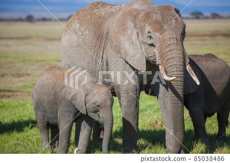 elephant  85038486