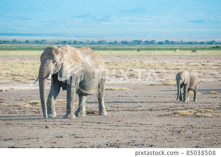 elephant elephant 85038508