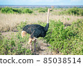 African ostrich 85038514