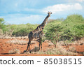 Giraffe walking in the savanna 85038515