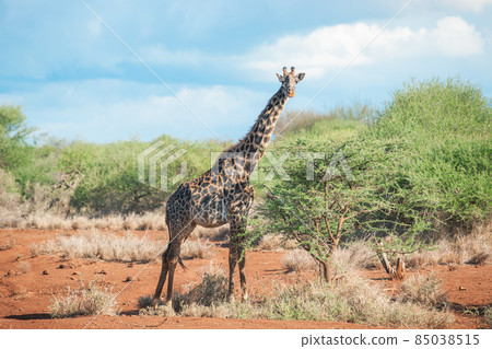 走在大草原的長頸鹿 走在大草原的長頸鹿 85038515