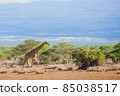 Giraffe walking in the savanna 85038517
