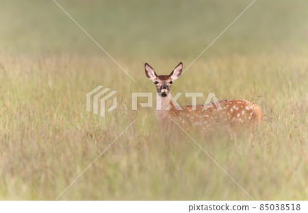 Red deer calf standing in a meadow in summer 85038518