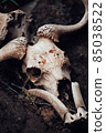 Skulls of herbivores in Africa 85038522