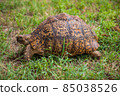 African turtle 85038526