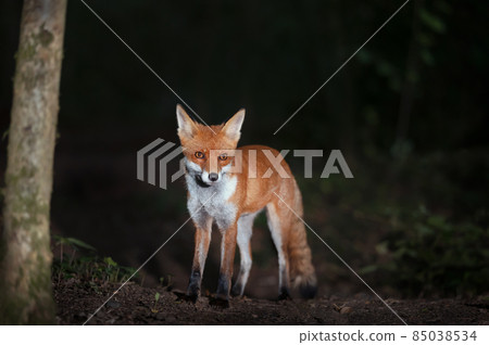 Close up of a Red fox in forest at night 85038534
