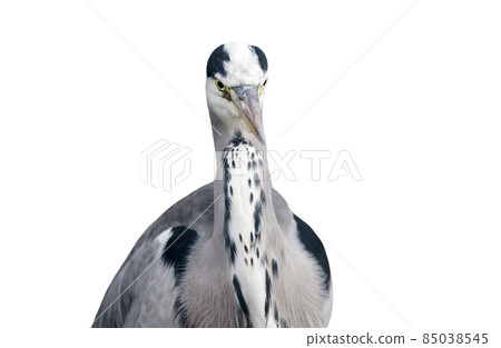 Close-up of a grey heron against white background 85038545