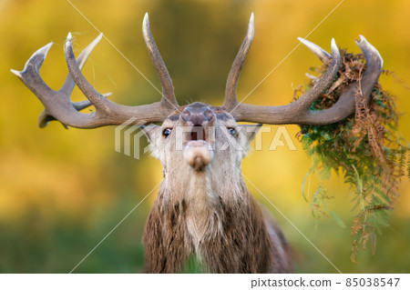 Impressive portrait of a red deer stag with bracken on antlers during rutting season in autumn 85038547