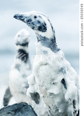 Close up of Magellanic penguin covered in sea foam 85038549