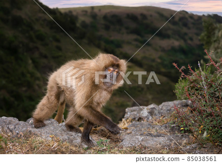 Close up of female Gelada monkey on an edge of Simien mountains, Ethiopia. 85038561