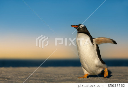 Gentoo penguin walking on a sandy coast at sunset 85038562