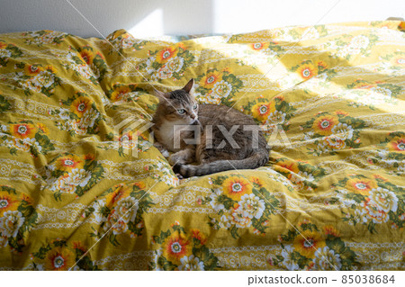 Kijitora white cat flirting in bed Kijitora white cat flirting in bed 85038684