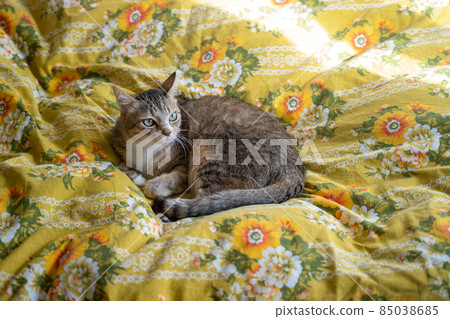 Kijitora white cat flirting in bed 85038685