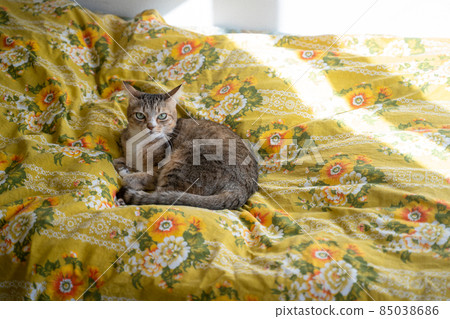 Kijitora white cat flirting in bed Kijitora white cat flirting in bed 85038686