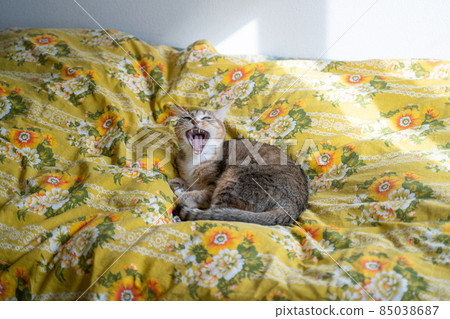 Kijitora 白貓在床上打哈欠 Kijitora 白貓在床上打哈欠 85038687