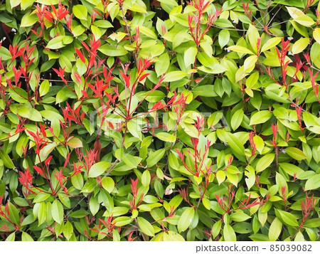 Red Tip Photinia sprout Red Tip Photinia sprout 85039082