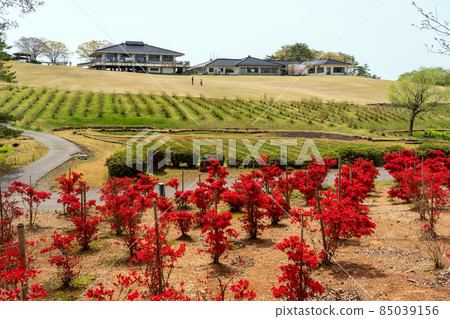 Yanagida Botanical Park where the crimson flowers of Noto Kirishima Azalea bloom Yanagida Botanical Park where the crimson flowers of Noto Kirishima Azalea bloom 85039156