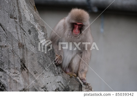 Japanese macaque sitting on a rock and background blur 85039342