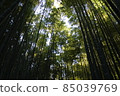  Bamboo grove 85039769
