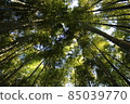 Bamboo grove that I looked up from the bottom 85039770