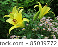 Yellow lily flowers blooming in the garden 85039772