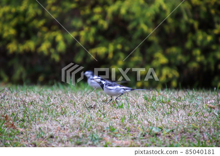 Two running black-backed wagtails 85040181
