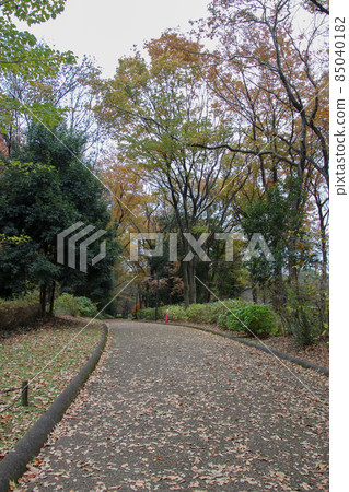 Park sidewalk with fallen leaves 85040182