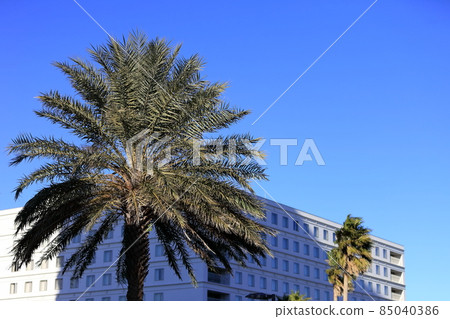 Palm tree of Urayasu 85040386