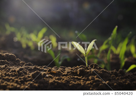 Growing plant,Young plant in the morning light on ground background, New life concept.Small plants on the ground in spring.fresh,seed,Photo fresh and Agriculture concept idea. 85040420