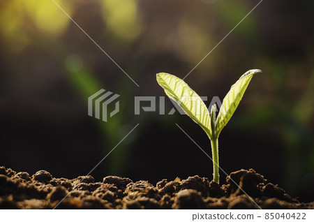 Growing plant,Young plant in the morning light on ground background, New life concept.Small plants on the ground in spring.fresh,seed,Photo fresh and Agriculture concept idea. Growing plant,Young plant in the morning light on ground background, New life concept.Small plants on the ground in spring.fresh,seed,Photo fresh and Agriculture concept idea. 85040422