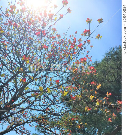 Sunlight and flowering trees and pine trees Sunlight and flowering trees and pine trees 85040884